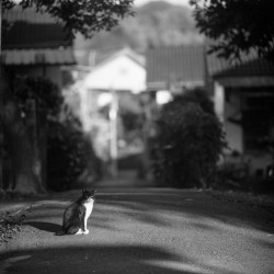 Village Cat